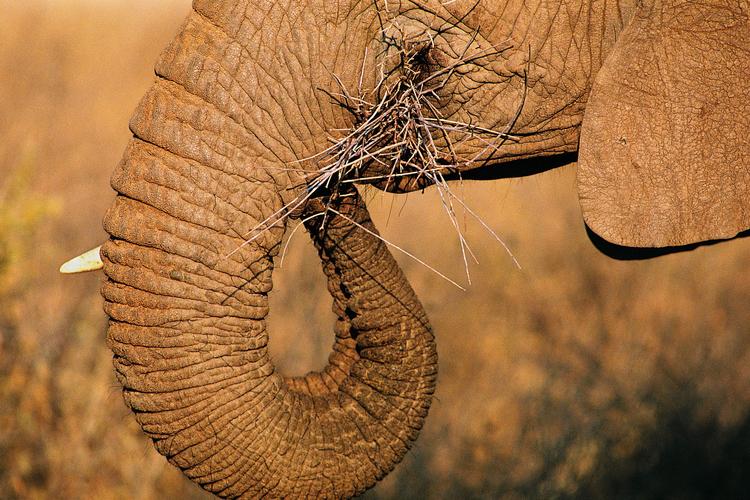 大象局部特写图片野生动物大象象