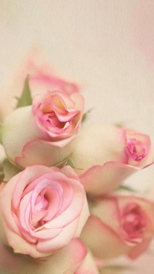 清新粉嫩玫瑰花图片手机壁纸