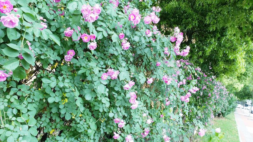 初夏的蔷薇花藤藤蔓蔓的爬满了半面墙此时微风徐来空气中满是蔷薇的