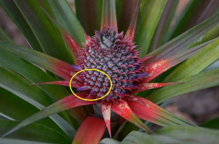 菠萝的花螺旋状排列在花序轴上