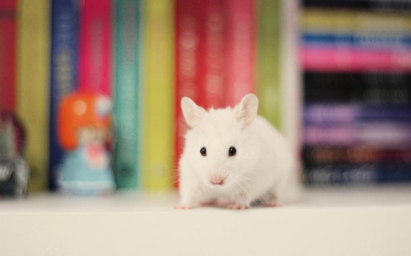 超萌可爱的小白鼠高清动物图片分享
