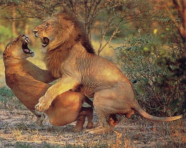 巨搞笑搞笑动物之狮子繁殖生活图合图集