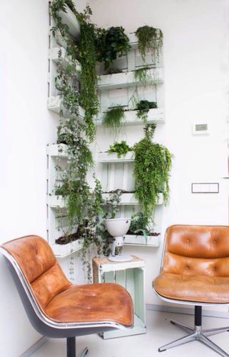 总觉得有植物的房子才叫家而想让自己的家添一抹绿意小小创意能