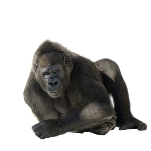 电脑上wap网表情搞怪的大猩猩动物壁纸