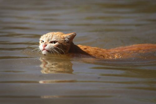 之前哈维飓风有人拍到一只公寓被水淹了被迫游泳的猫.