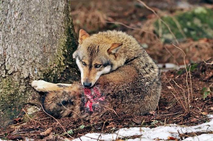 德国巴伐利亚森林中一只因争地盘战斗而受伤的灰狼正舔拭着伤口.