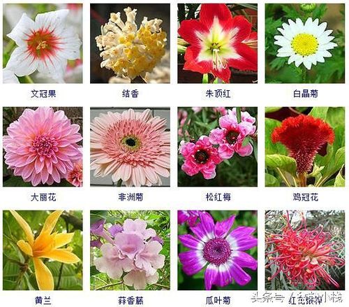 冬天开的花有哪些40余种常见的冬季开花的花卉-综合百科