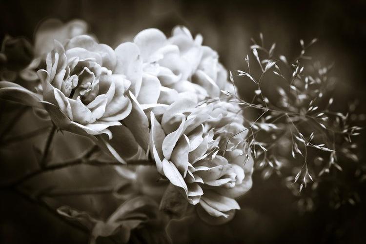 花瓣植物花黑白花卉花朵开花特写黑白相间图片