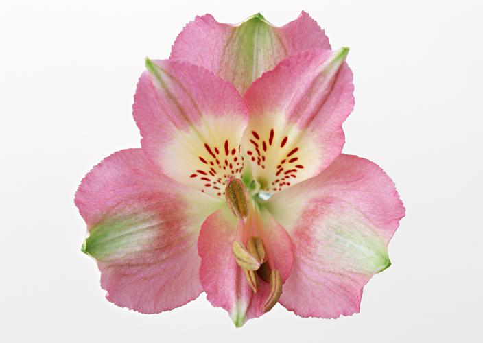 花的特写花朵粉色植物花卉粉色花朵图片
