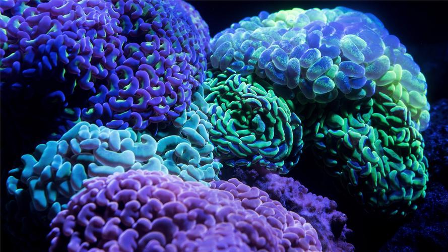 漂亮的海底珊瑚高清桌面壁纸植物壁纸唯美植物高清海洋珊瑚