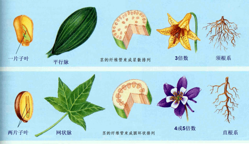 单子植物和双子叶植物的区别图