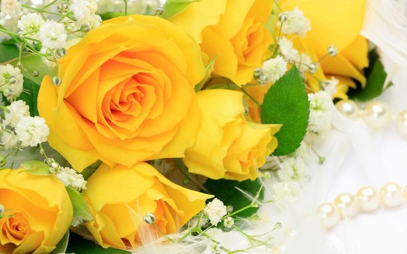 超清新花朵黄玫瑰高清桌面壁纸图片下载