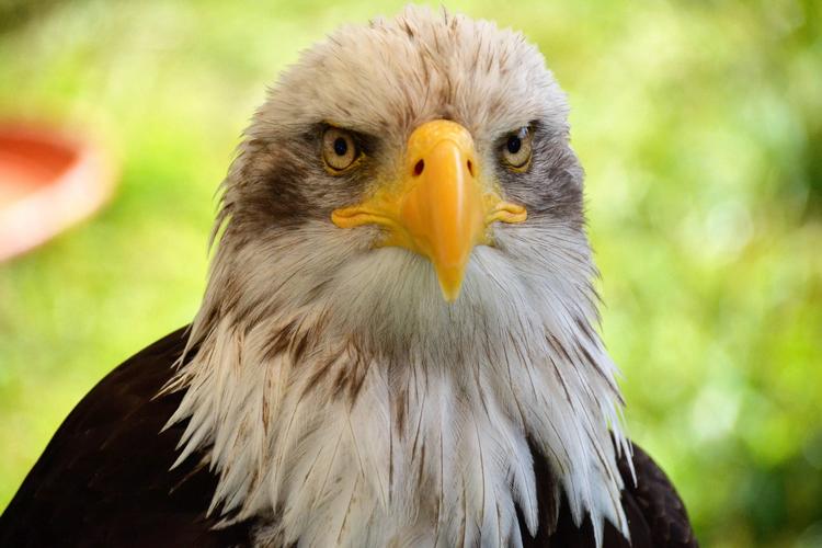 白头雕图片美国的国鸟级别鸟类动物图片3g图片大全
