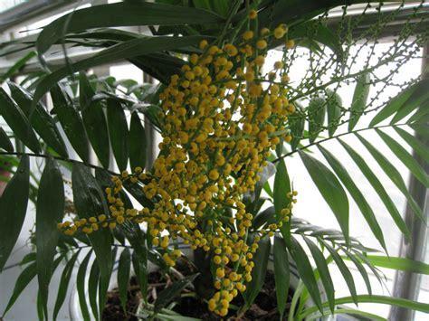 有听说或见过富贵椰子袖珍椰子开花的吗