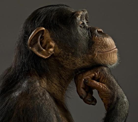 自然动物类人猿哺乳动物apesmammals壁纸图片