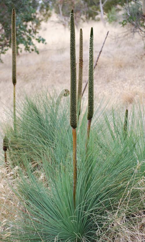 p澳洲草树澳大利亚的特产植物