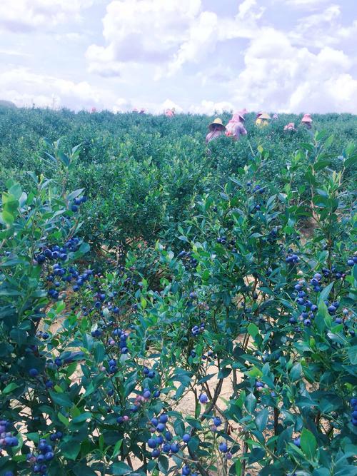 原生态蓝莓种植环境管理土壤等介绍