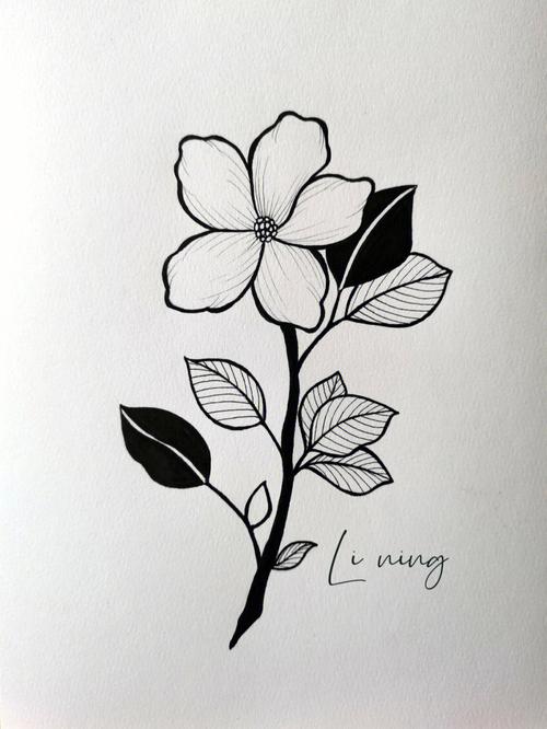 针管笔黑白手绘花卉