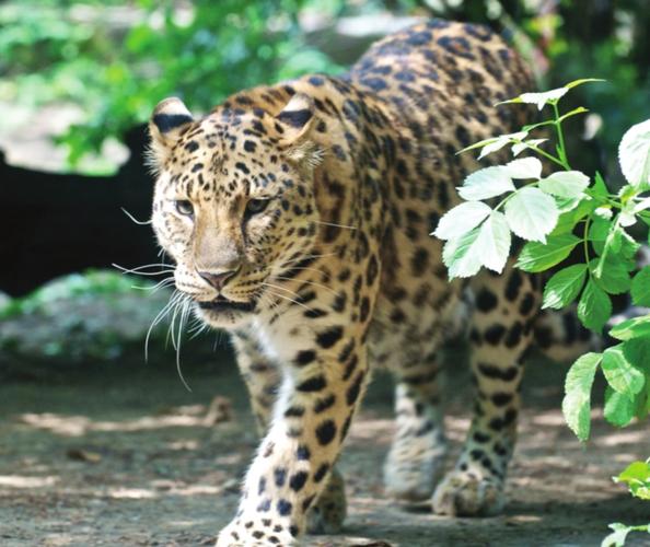 p黑龙江豹是全球极度濒危的大型猫科动物主要分布在俄罗斯远东