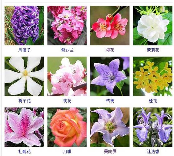 看图识花常见的观赏花儿风信子紫罗兰梅花茉莉花栀子花桃花