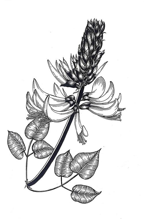 二月份的一些黑白植物线描
