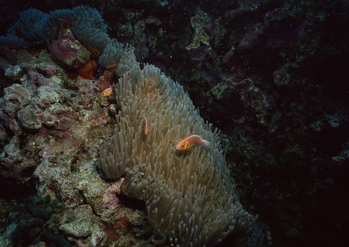 海底生物图片12