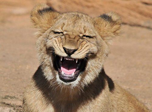 一名摄影师就在动物园内捕捉到狮子咧开大嘴展露出酷似大笑的表情
