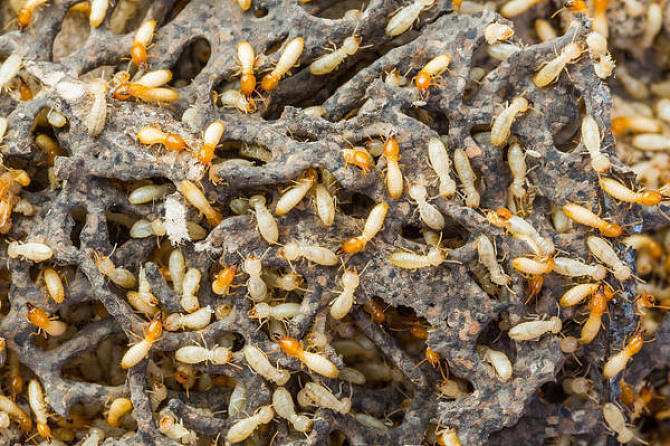 坪山除白蚁之白蚁都是吃什么长大的