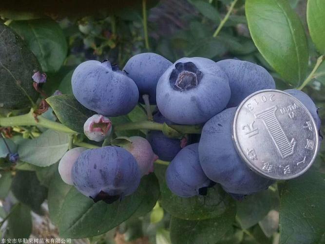 适应辽宁种植的蓝莓品种大型培育基地德雷珀蓝莓苗现挖现发