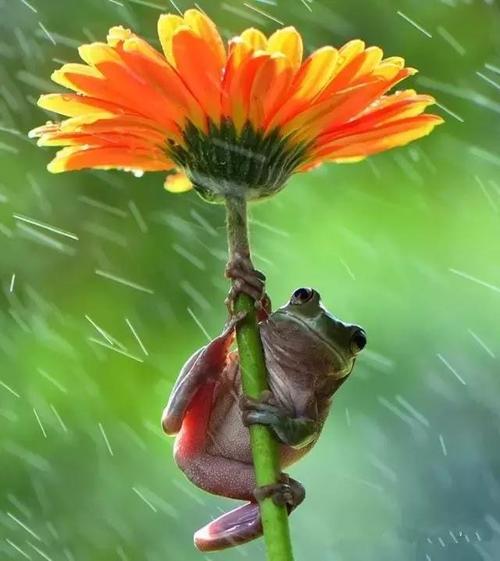 下雨时小动物这样撑伞