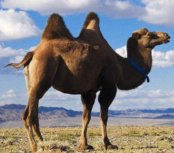 骆驼的饲养技术