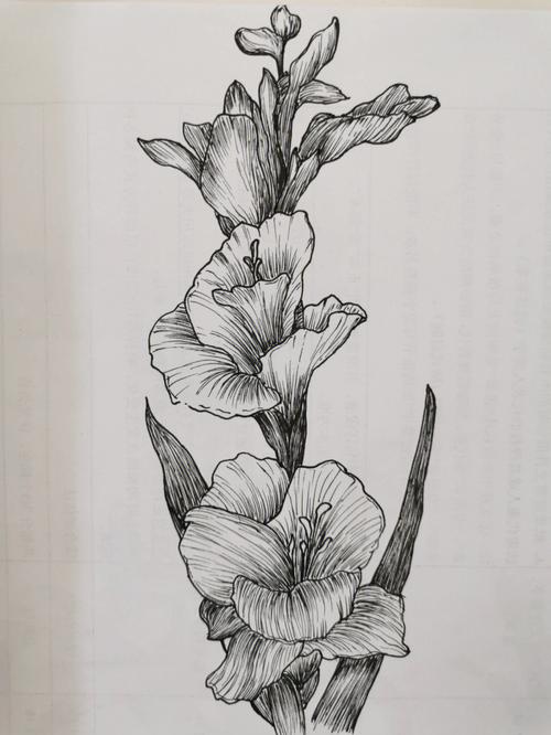 临摹线描花卉黑白