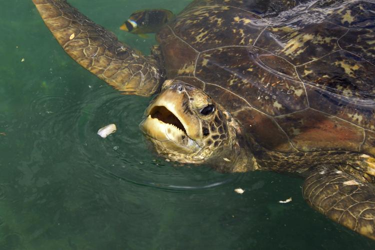 动物海龟动物海洋生物海洋里的海龟