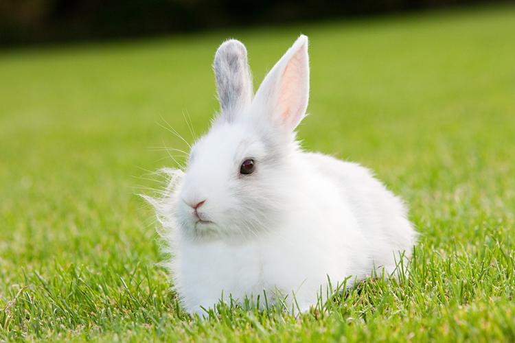 我想养的小动物作文二年级小白兔