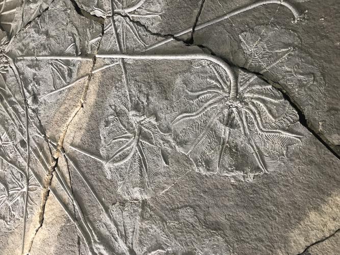 百余平方海百合化石局部显露出硕大的花朵.