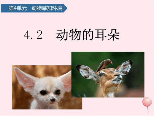 二年级科学下册第四单元动物与环境第12课动物的耳朵课件青岛版五四制