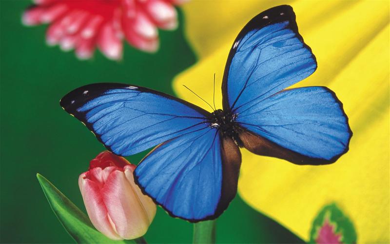 绚丽多彩的美丽蝴蝶动物高清桌面壁纸图片大全