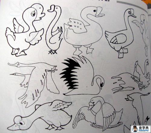 动物画素材图片天鹅家鹅