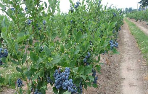 蓝莓树怎样种植与管理果农赶紧看看
