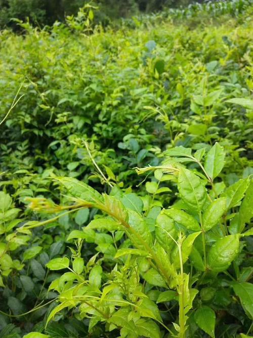 莓茶是藤茶类产品的一个品种是一种野生藤本植物.