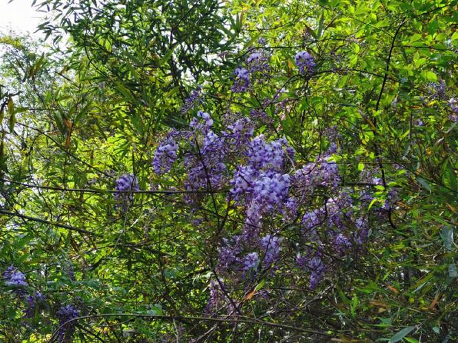 名称藤萝又名紫藤萝是优良的观花藤木植物.