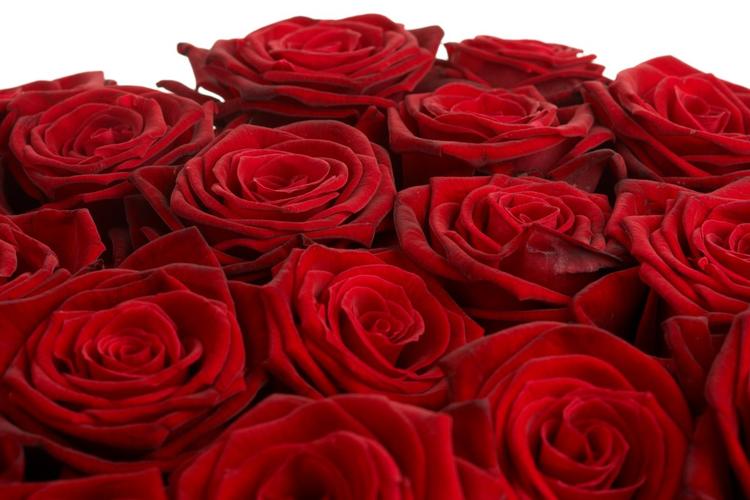 大红色玫瑰花的特写照片图片