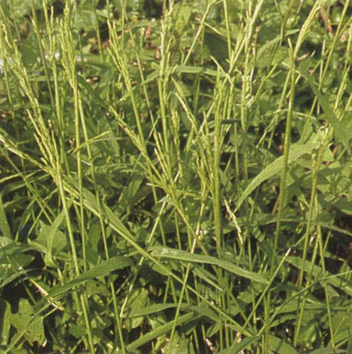 秕壳草生长需要较多的水分保持水层有利生长长期干干湿湿抑制分蘖及