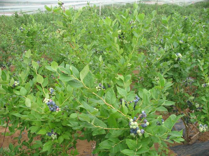 欢迎莅临济南市槐荫区布里吉塔蓝莓苗种植基地