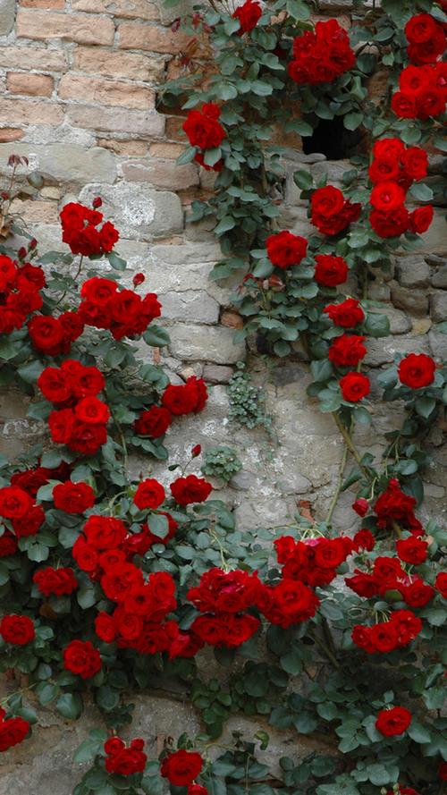 玫瑰花墙手机壁纸