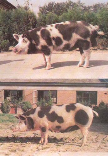 与大白猪杂交效果大花杂优猪作肉猪165日龄体重达90公斤胴体瘦肉率