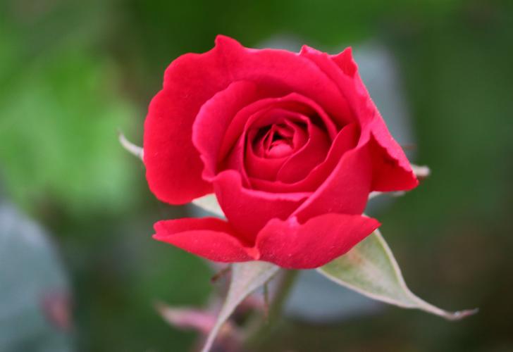 献上一朵美丽的玫瑰花祝大家周末愉快