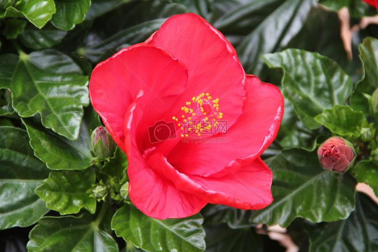 一朵鲜艳的大红花