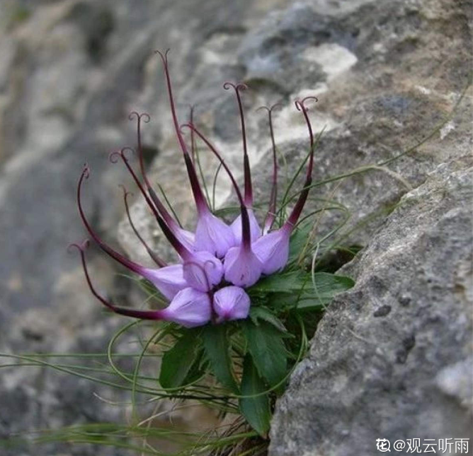 悬崖峭壁上的花强悍的生命力令人敬佩