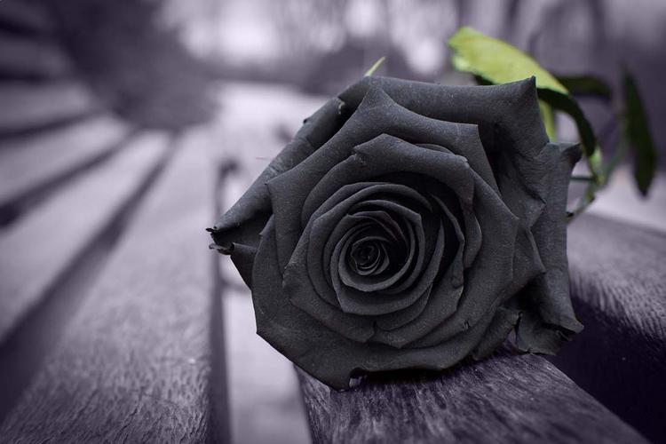 黑色玫瑰植物特写高清图片